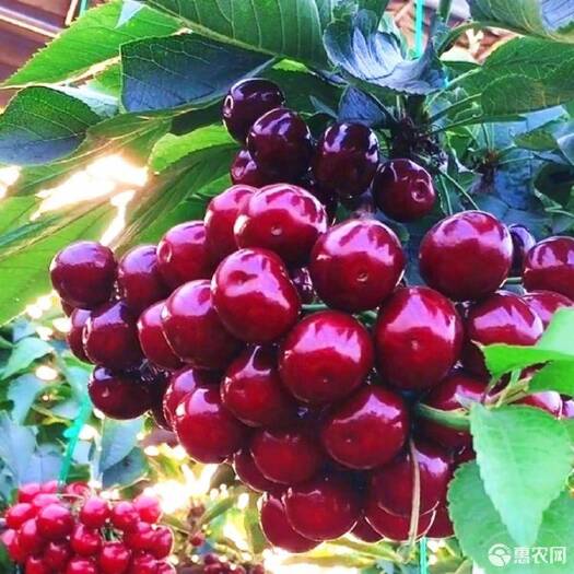 平邑县 俄罗斯八号，美早樱桃树苗，大樱桃苗基地直销