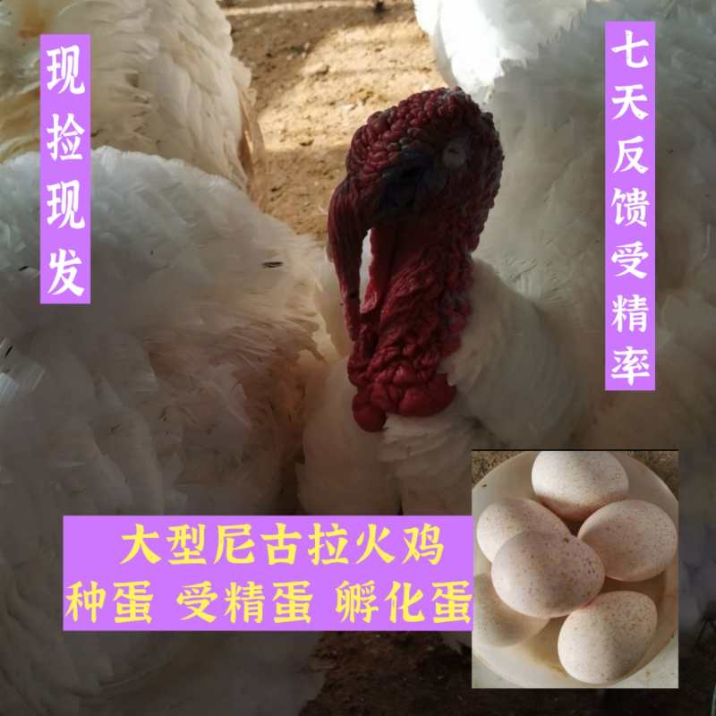 火鸡蛋，尼古拉白色大种火鸡种蛋，受精蛋孵化全国包邮，包路损