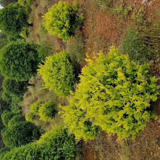 潢川县金森女贞