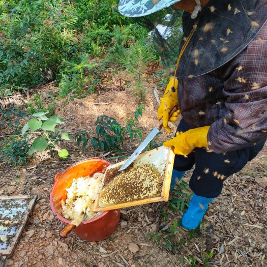 瑞金市 自己家养的土蜜蜂，蜂蜜纯，如假包换。