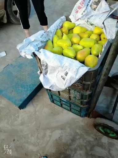 【果农直供】自家果园种植巴梨，年产3万斤左右，7月上市