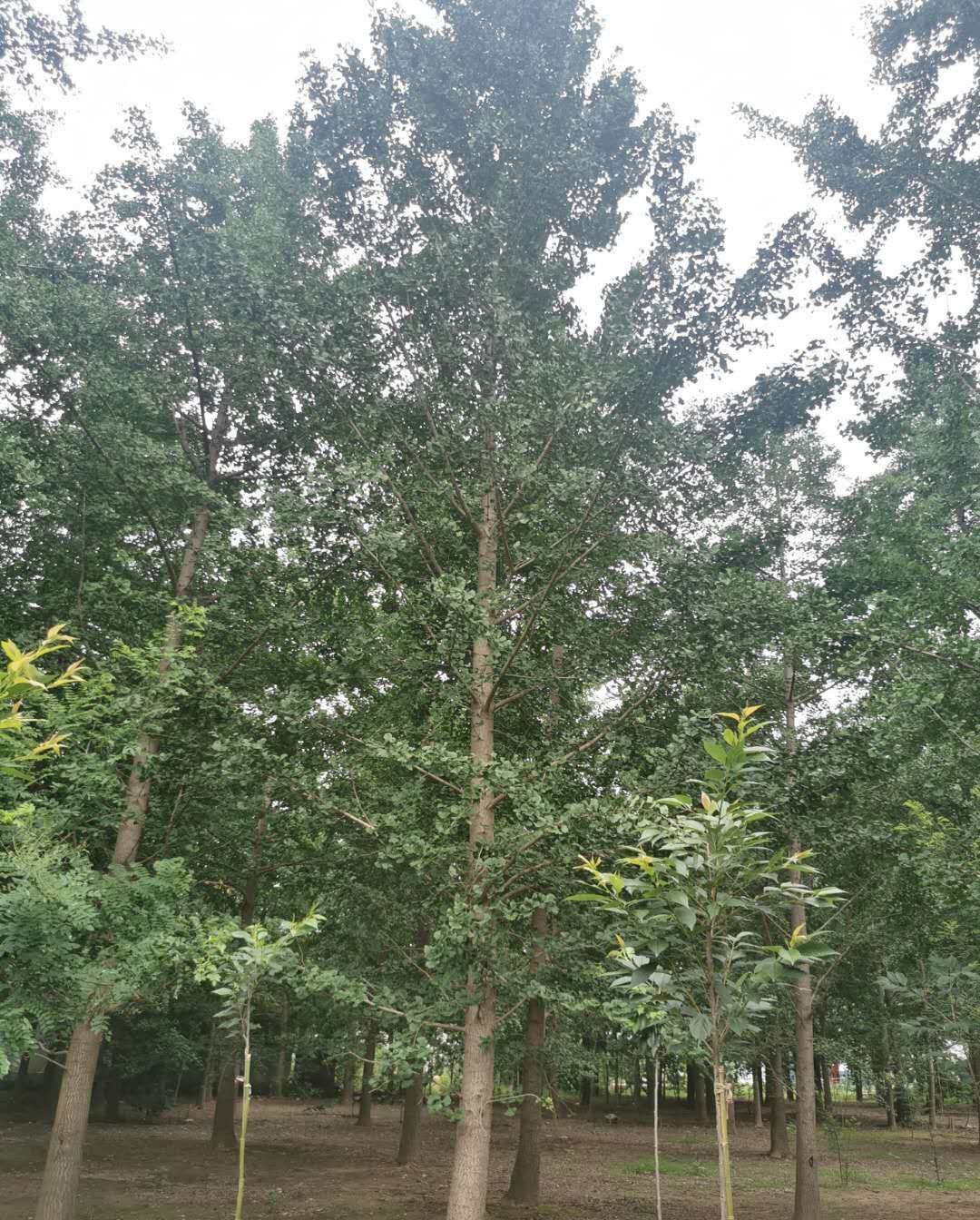  18－ 20以上的银杏树