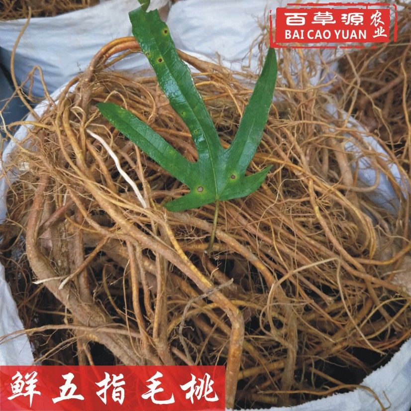 阳江新鲜五指毛桃  种植五指毛桃根 现挖新鲜五指牛奶
