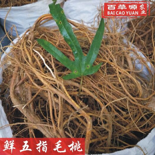 新鲜五指毛桃  种植五指毛桃根 现挖新鲜五指牛奶