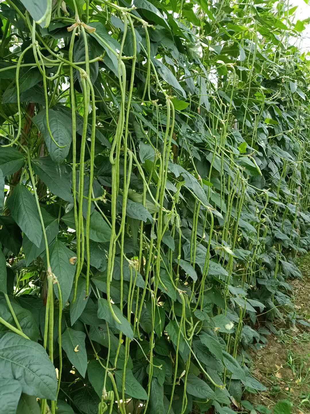 豆角种子  翠绿豆角不鼓籽 不鼠尾 抗热抗寒抗病高