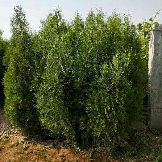 周至县圆枝侧柏  侧柏