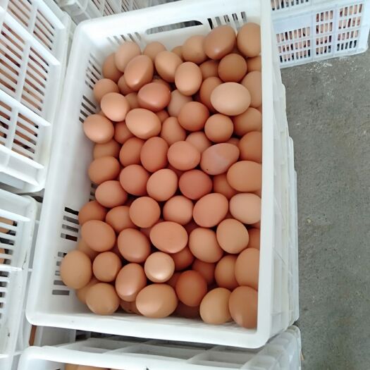 郑州红皮鸡蛋 食用 箱装