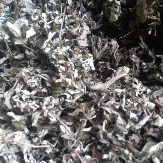 艾草   山上自然生长干艾叶 全叶不带杆