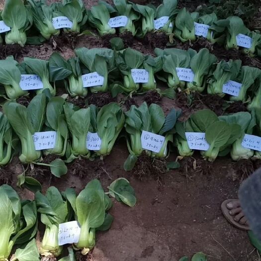 昆明 上海青籽，四季季节的都有，