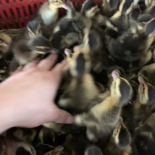 南宁 大种杂交鸭苗