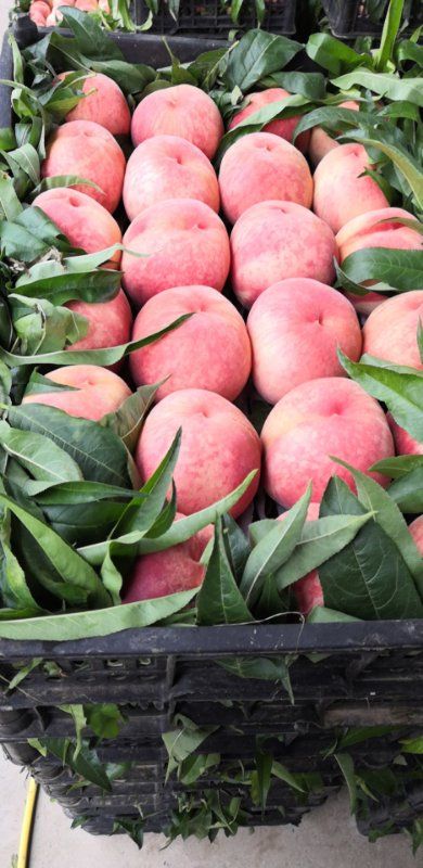 水蜜桃 55mm以上 4两以上