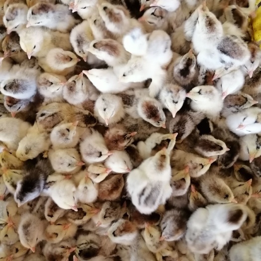 大种白芦花鸡苗，厂家直销包疫苗成活。