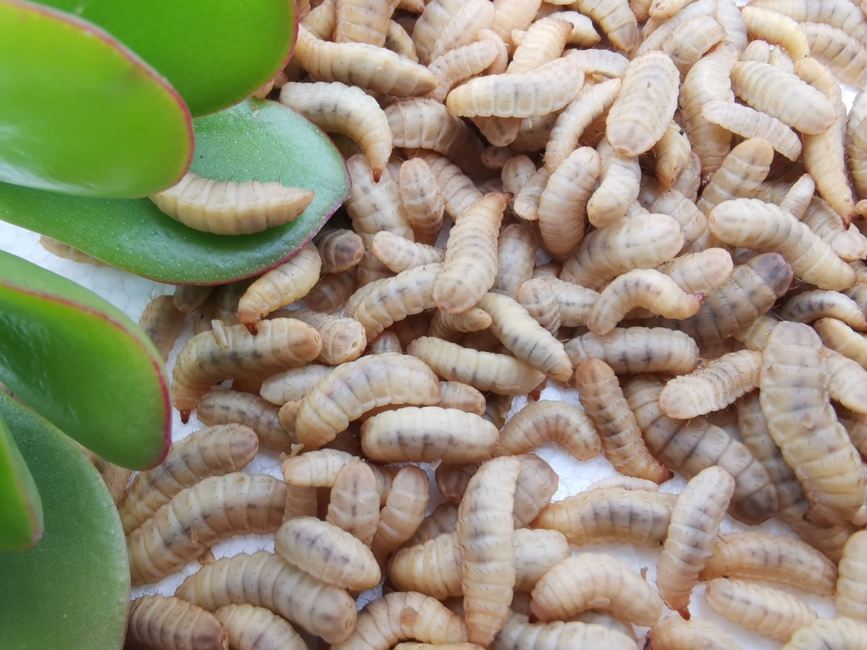 饲料鱼 黑水虻活虫植物蛋白养虾蟹鱼养殖场全年常期供应包邮招各地经销商