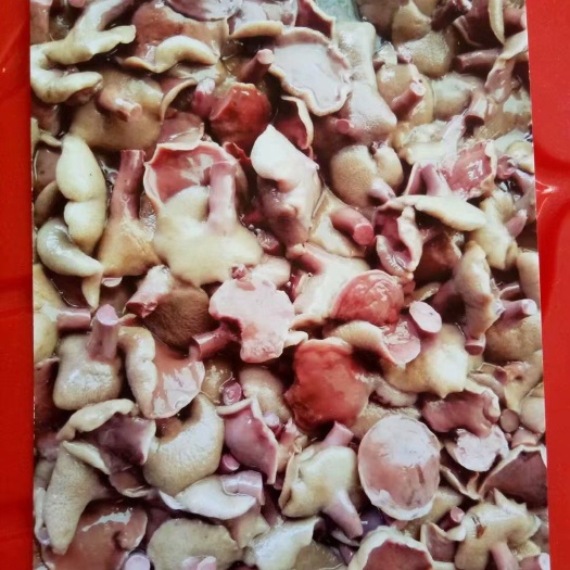昆明红葱菌 干牛肝菌