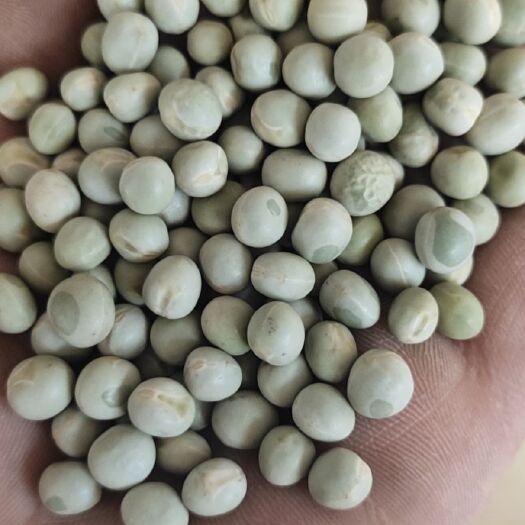 中牟县豌豆荚  精选一级青碗豆，中小粒泡菜青碗豆