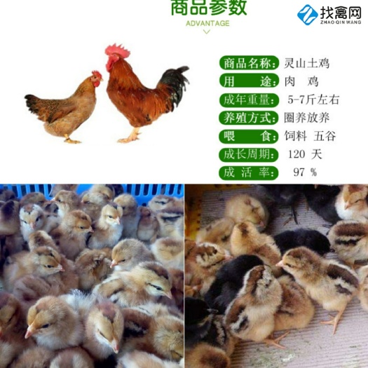南宁灵山土鸡 灵山土公苗