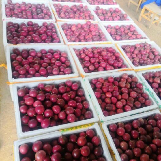 芒市台农一号百香果 市场精品果各类果