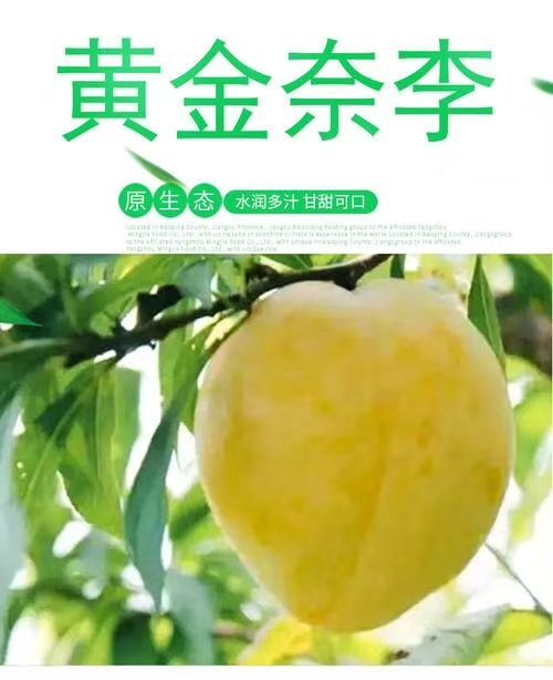 乐昌市 乐昌九峰地标性产品黄金奈李
