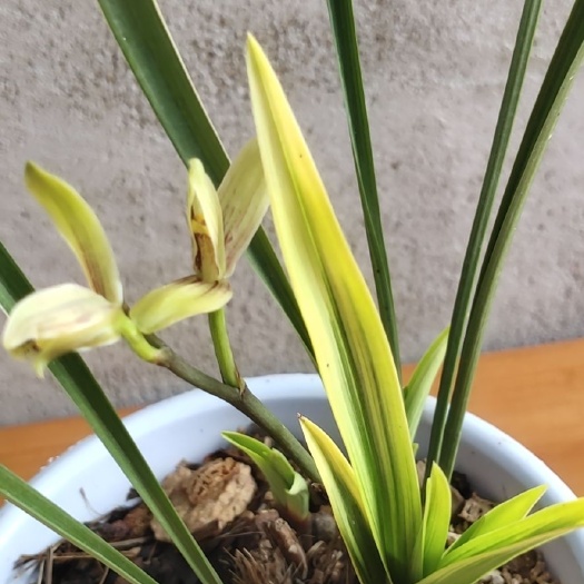 临沭县 奶香兰花开了，好闻及了
