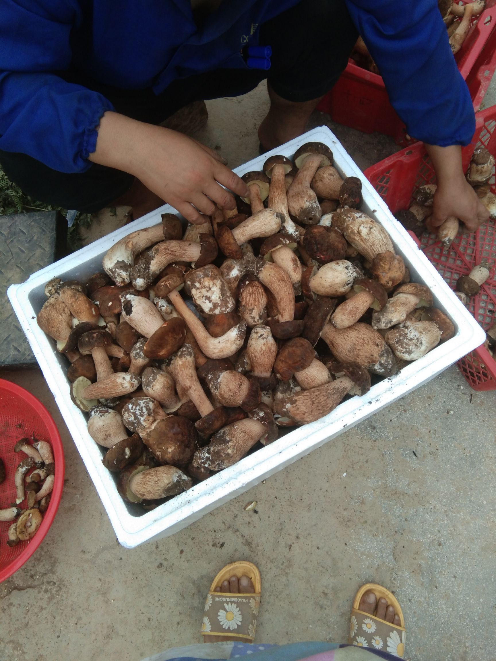  牛肝菌又大又肥，