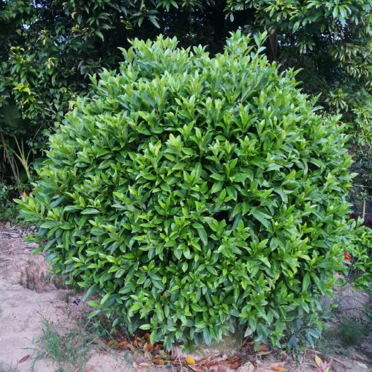 非洲茉莉