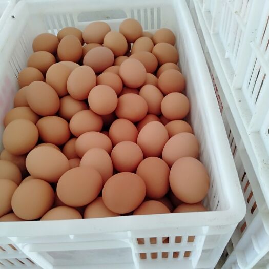 郑州 新鲜鸡蛋