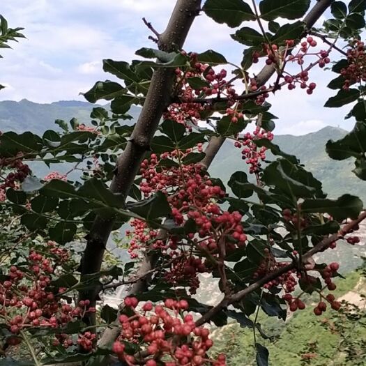 宝鸡大红袍花椒 特级 干花椒