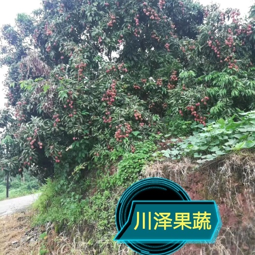合江县 合江荔枝