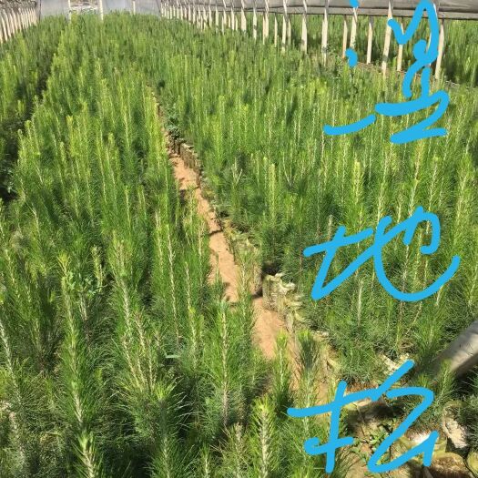 九江湿地松树苗 湿地松