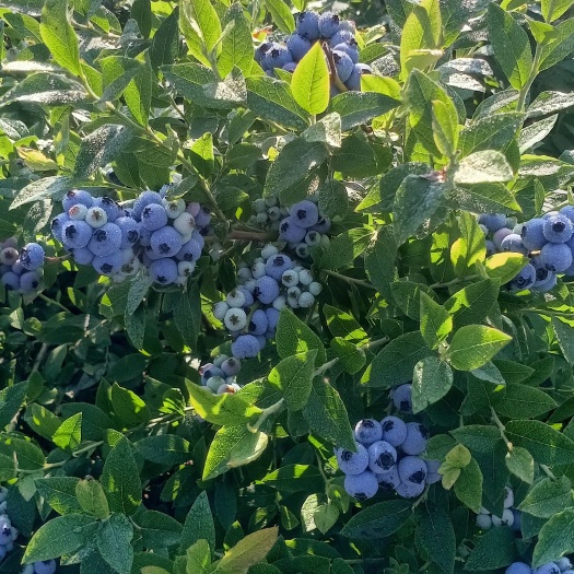 靖宇县美登蓝莓 6 - 8mm以上 鲜果