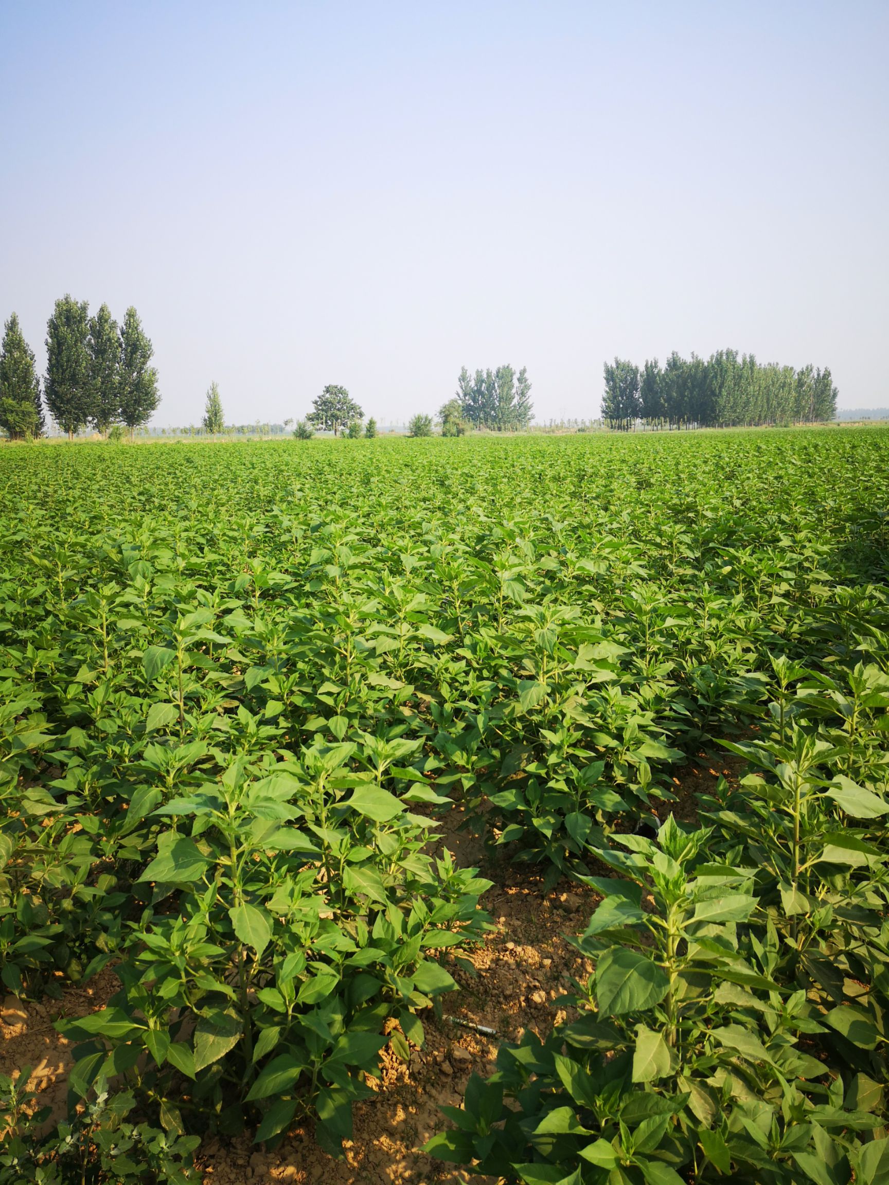 白洋姜 专业合作社