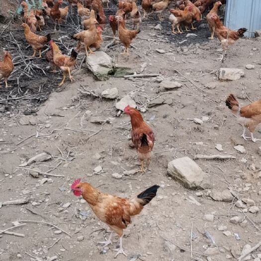 随州 纯生态养殖，青山绿水无污染土鸡