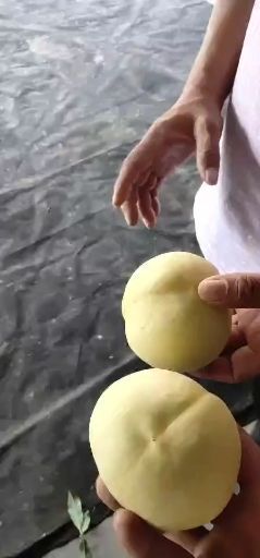 临猗县白桃 75mm以上 4-5两