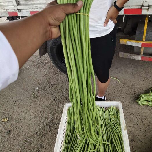 博爱县 豇豆  长豆角
