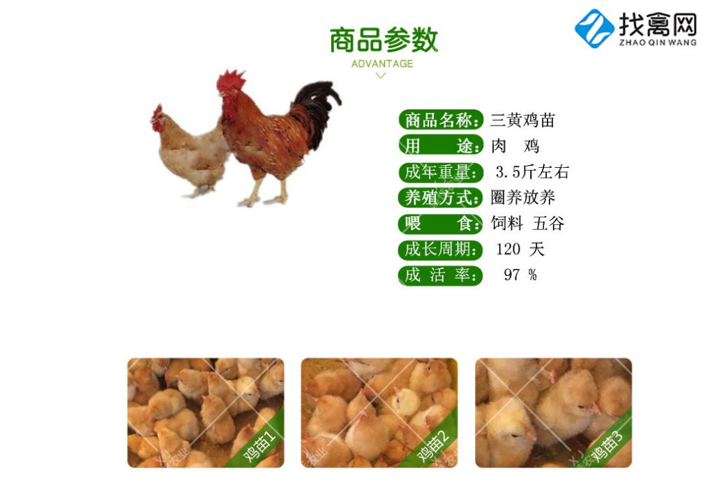  三黄鸡苗