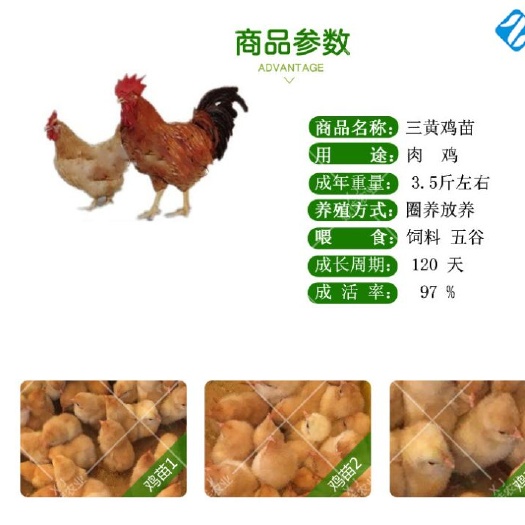 南宁 三黄鸡苗