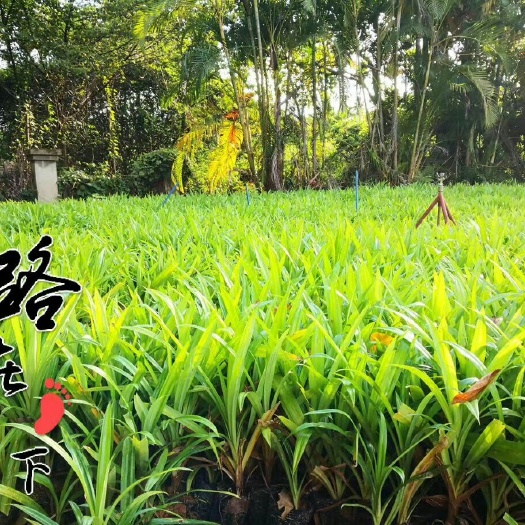 琼海市露兜树 班兰苗 斑斓苗 香兰苗香露兜 基地直销 盆栽 合适大面积栽种