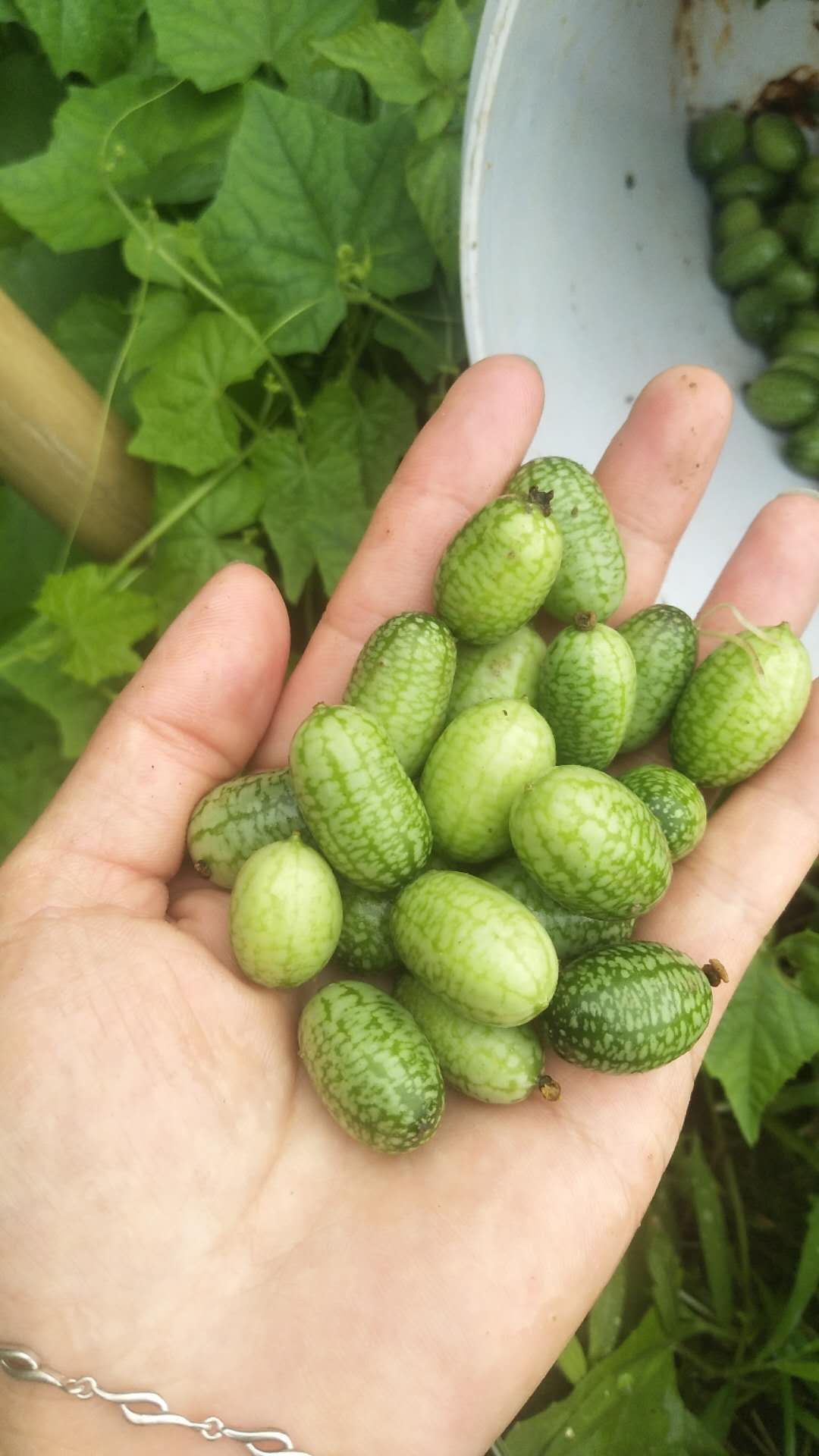 绿色高级蔬果 拇指西瓜