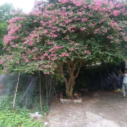 常州 纯原生红花紫薇  7米大蓬头