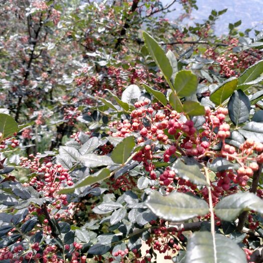 宝鸡伏花椒 特级 干花椒