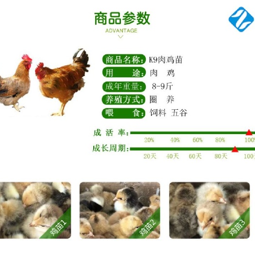南宁 K9项鸡苗
