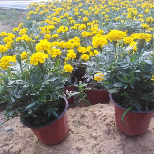 青州市 孔雀草，基地直销，常年销售各种绿化苗木。