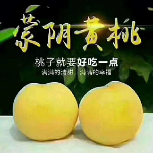 蒙阴县黄金蜜桃 蒙阴蜜桃
