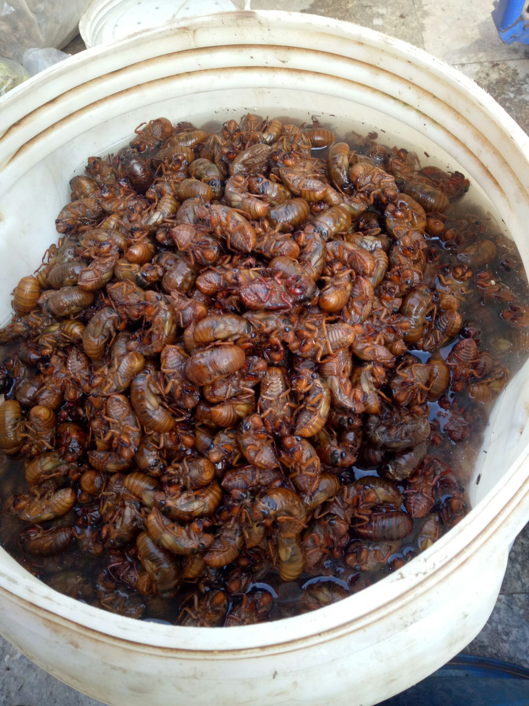 蝉蛹  金蝉红蝉(请提前预定)