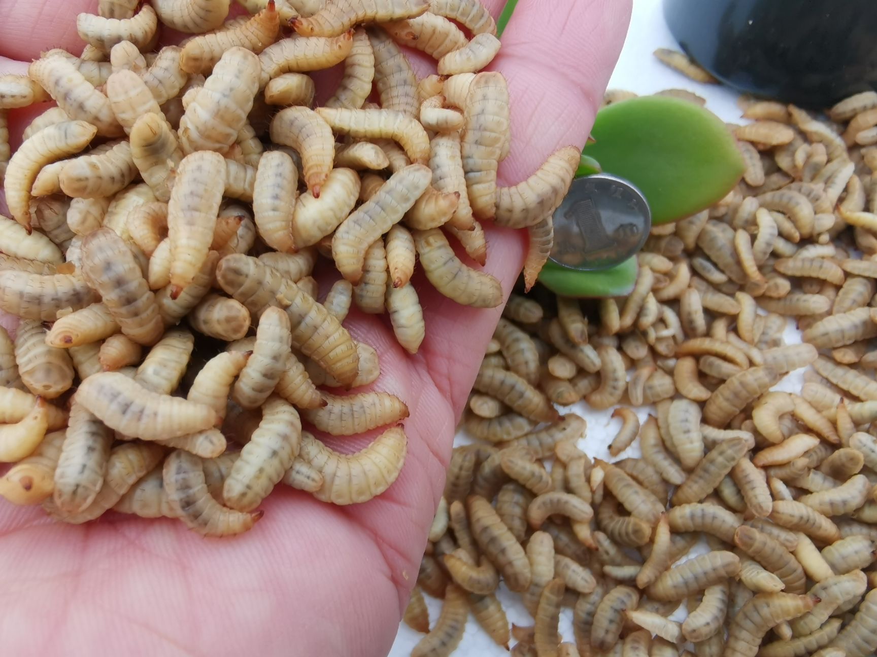 饲料鱼 黑水虻活虫植物蛋白养虾蟹鱼养殖场全年常期供应包邮招各地经销商