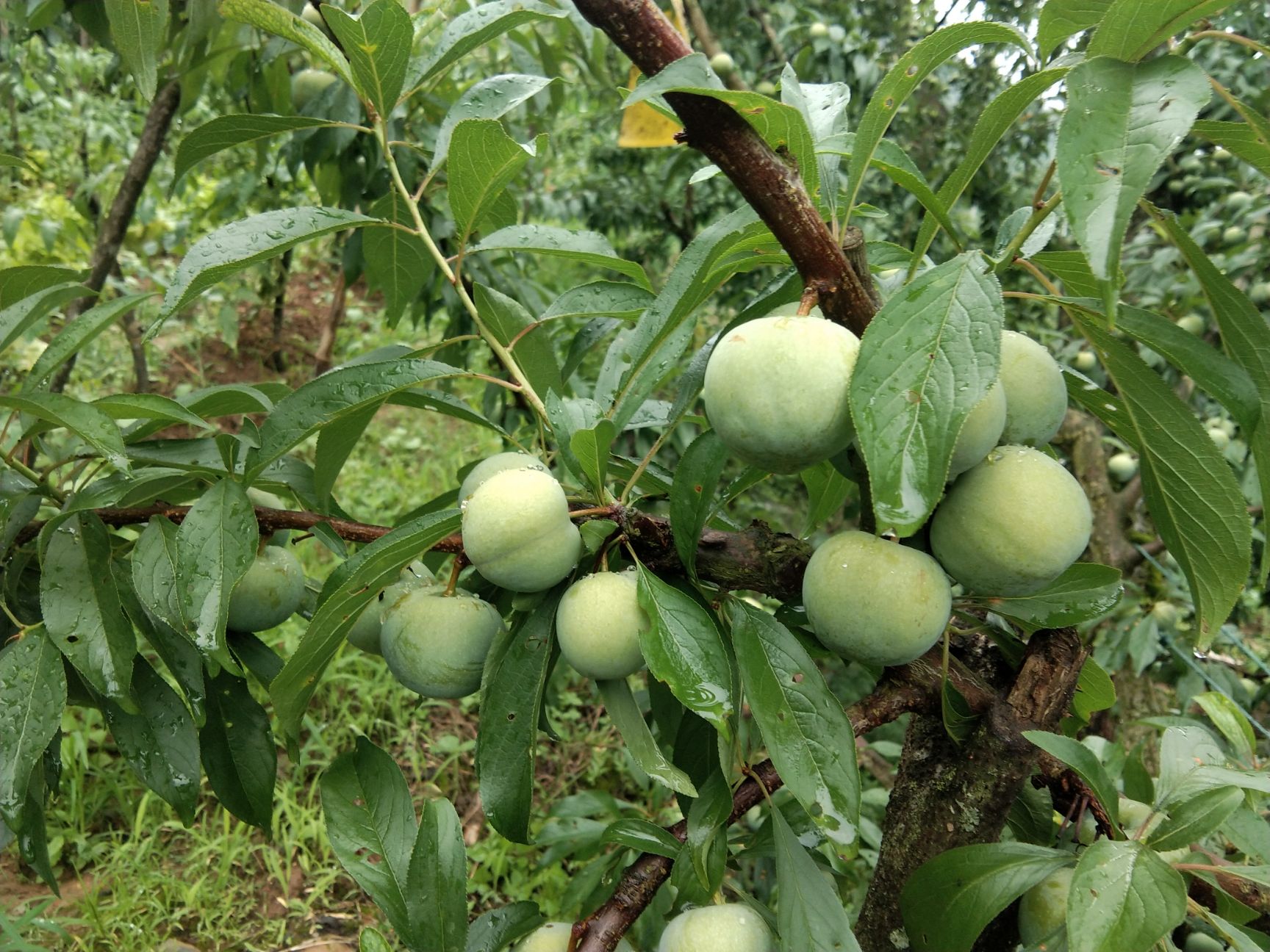 渝丰盈青脆李，酣脆可口