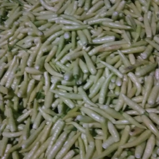 郸城县 泡椒开始供应，另有艳红和819