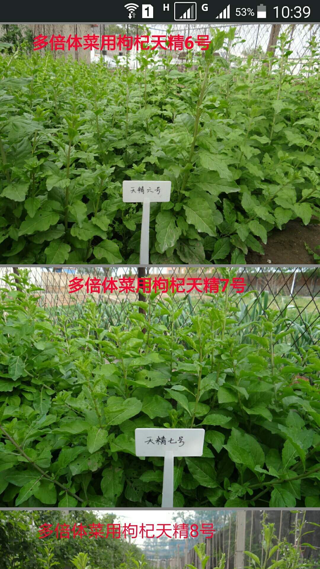 枸杞芽