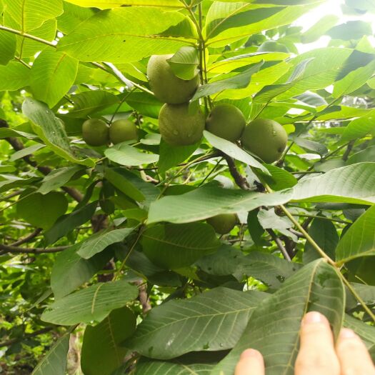 盐源县川早2号核桃 十年老树果子大，果品好，可以先发点货过去。