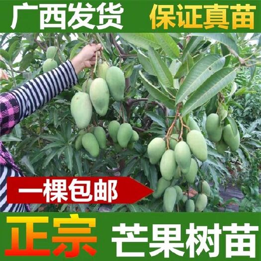 灵山县台农芒果苗